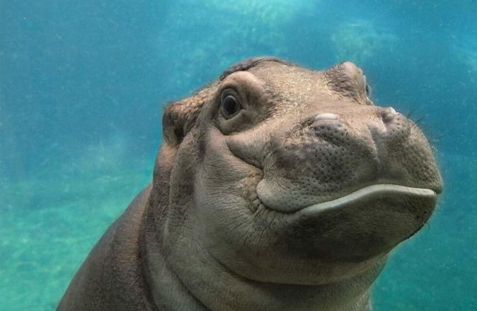 EE.UU.: El tierno gesto de un hipopótamo con una nena en un zoo