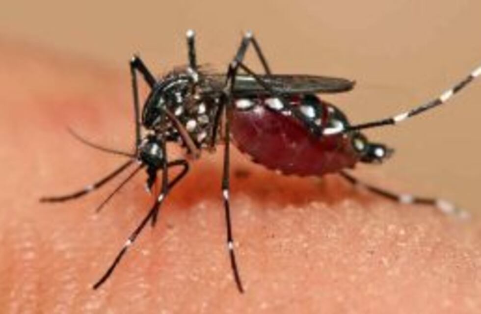 Advierten que en las próximas semanas podrían registrarse los primeros casos de dengue