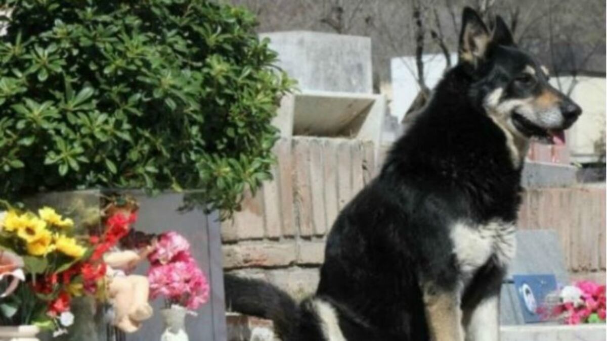 Capitán, el perro que acompañó por una década la tumba de su dueño\u002E
