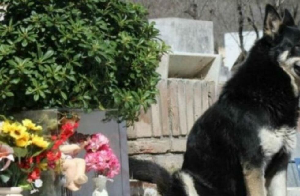 Murió Capitán, el perro que visitó durante 10 años la tumba de su amo