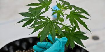 Utilización de cannabis en pacientes con coronavirus \u002E (Photo by Mladen ANTONOV / AFP)