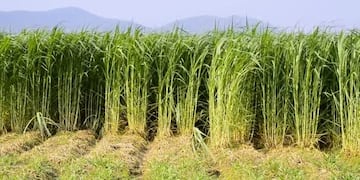 Pasto elefante - Pennisetum purpureum schumach
