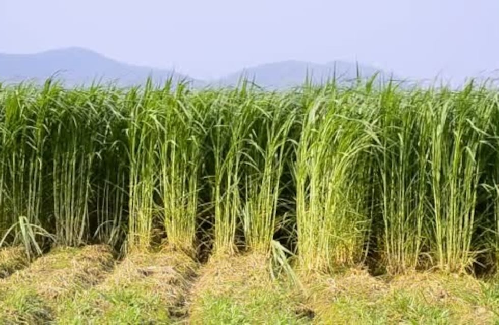 Las especies forrajeras megatérmicas