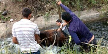 Dos ejemplares fueron rescatados.