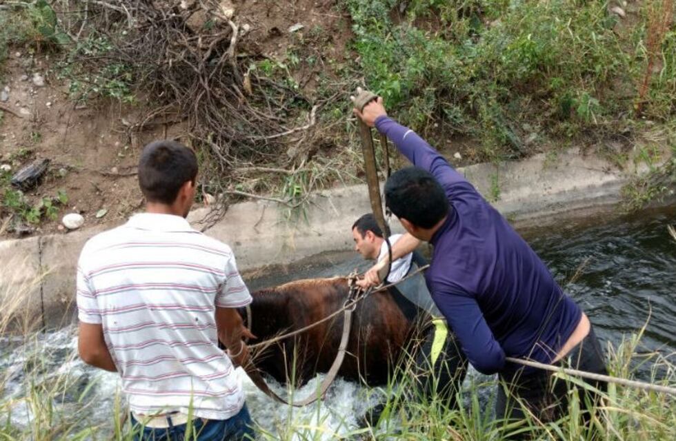 Rescatan dos vacas que cayeron en un canal maestro de riego