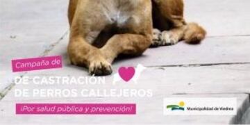 Campaña de castración (Foto: Municipalidad)\u002E