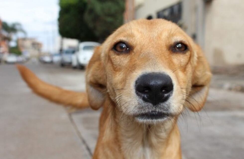 RGA Solidaria comenzó un trabajo conjunto con protectoras de animales