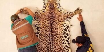 Piel de Yaguareté exhibida en un hostal de Iruya (Secretaría de Medio Ambiente de la Nación)