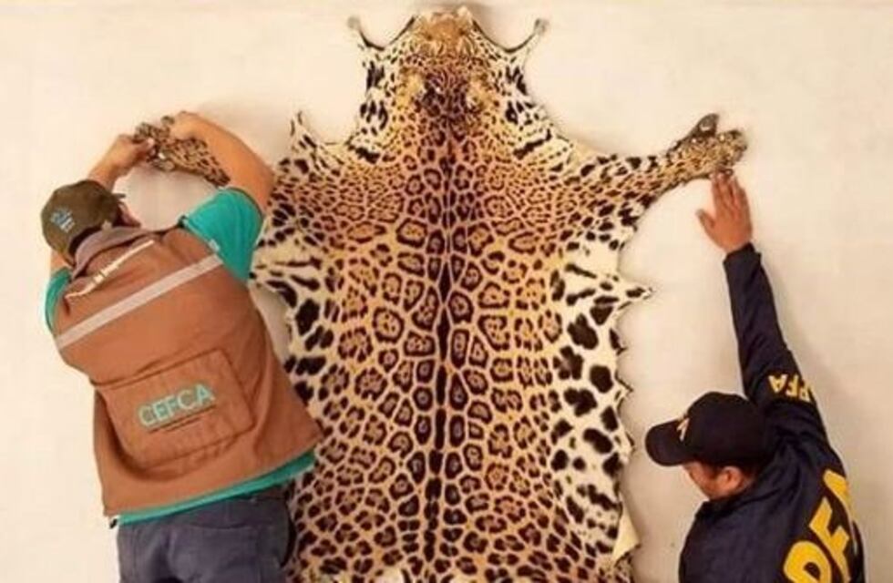 Cazaron un yaguareté y exhibieron su cuero en un hostal de Iruya