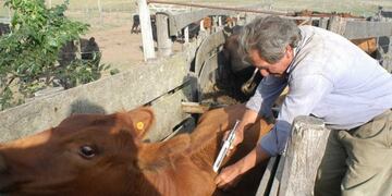 Vacunaciu00f3n por aftosa.