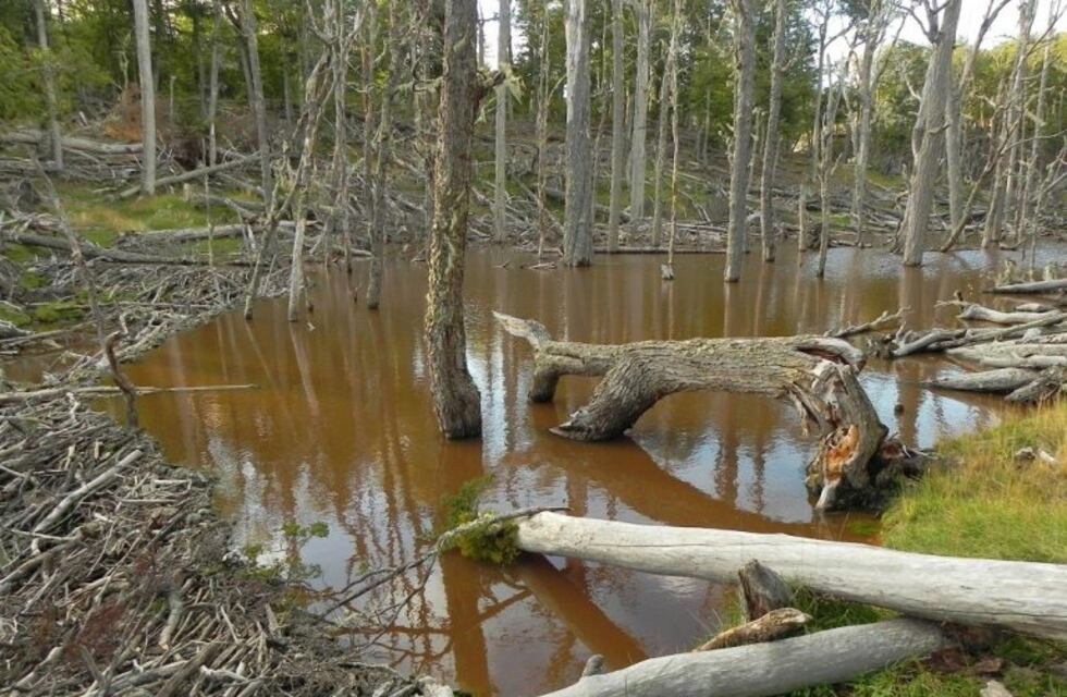 Controles poblacionales de castores en la Reserva Provincial Laguna Negra