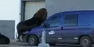 La naturaleza gana espacio en el Puerto de Mar del Plata: un lobo marino se subió a una camioneta (Foto: Captura de video)