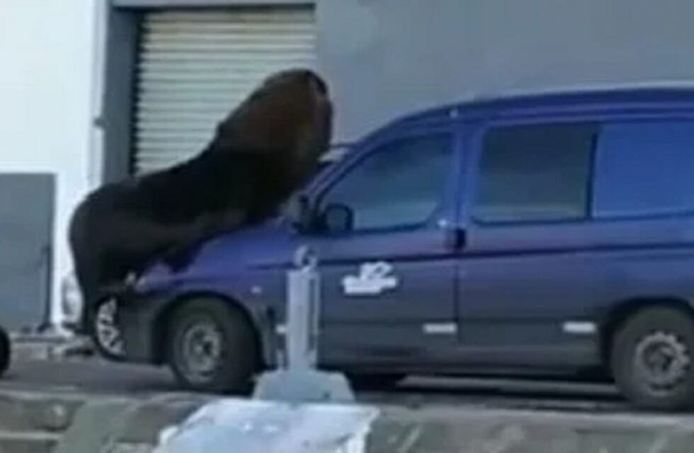 La naturaleza gana espacio en el Puerto de Mar del Plata: un lobo marino se subió a una camioneta
