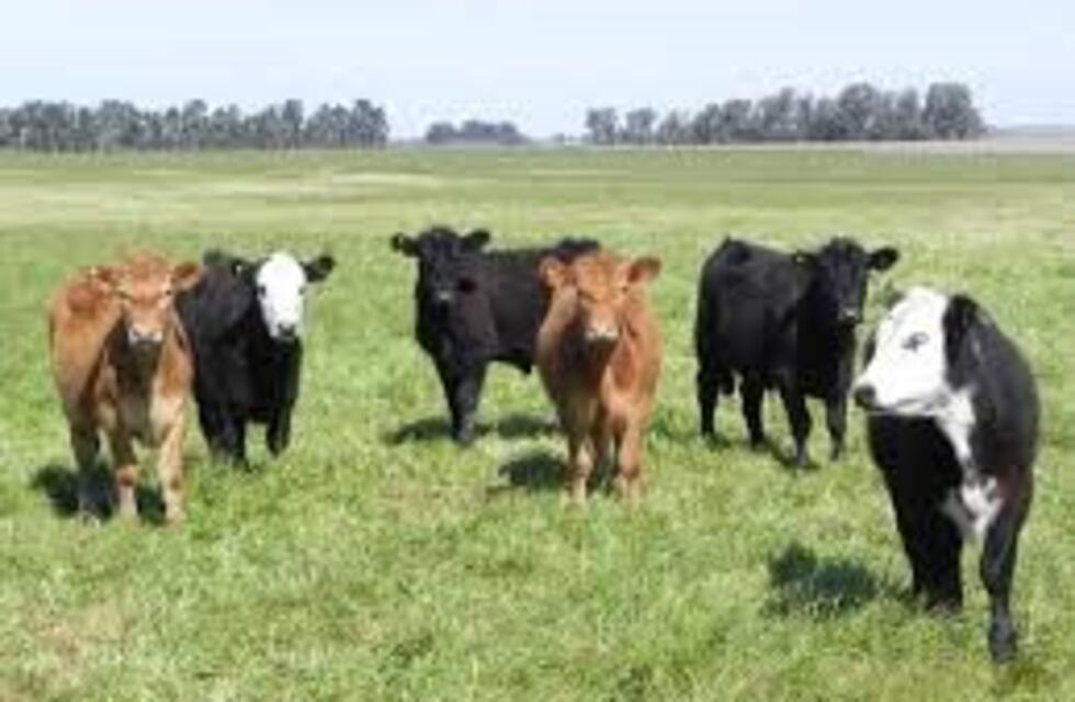 Siete mil vacunos recibirán la vacuna contra la aftosa de manera gratuita en San Pedro