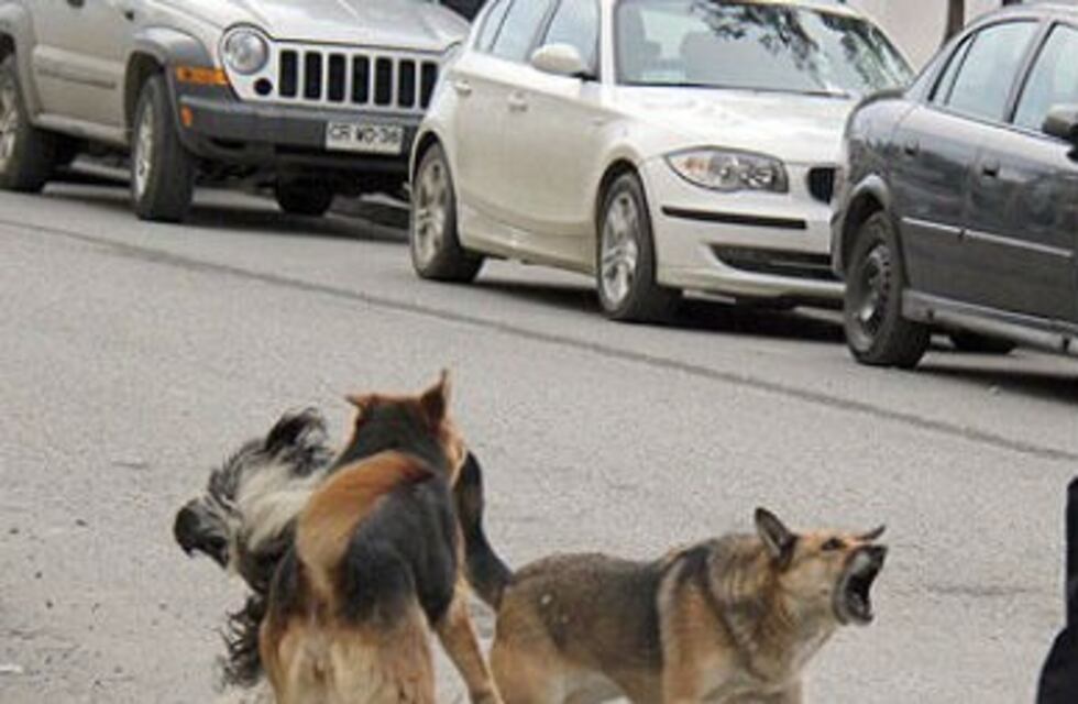 Corral de Bustos: niño herido al ser atacado por tres perros