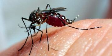 El mosquito sigue generando víctimas fatales en Brasil\u002E