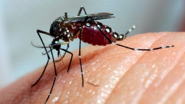 Invasión de mosquitos en la Costa Argentina.