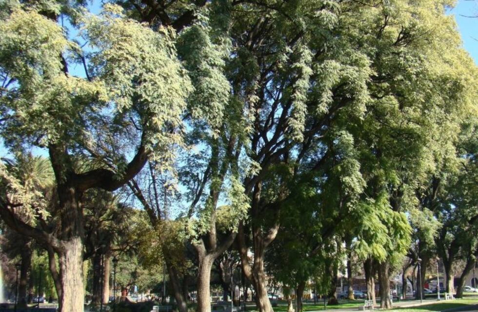 El censo del arbolado público comenzarás el 4 de noviembre