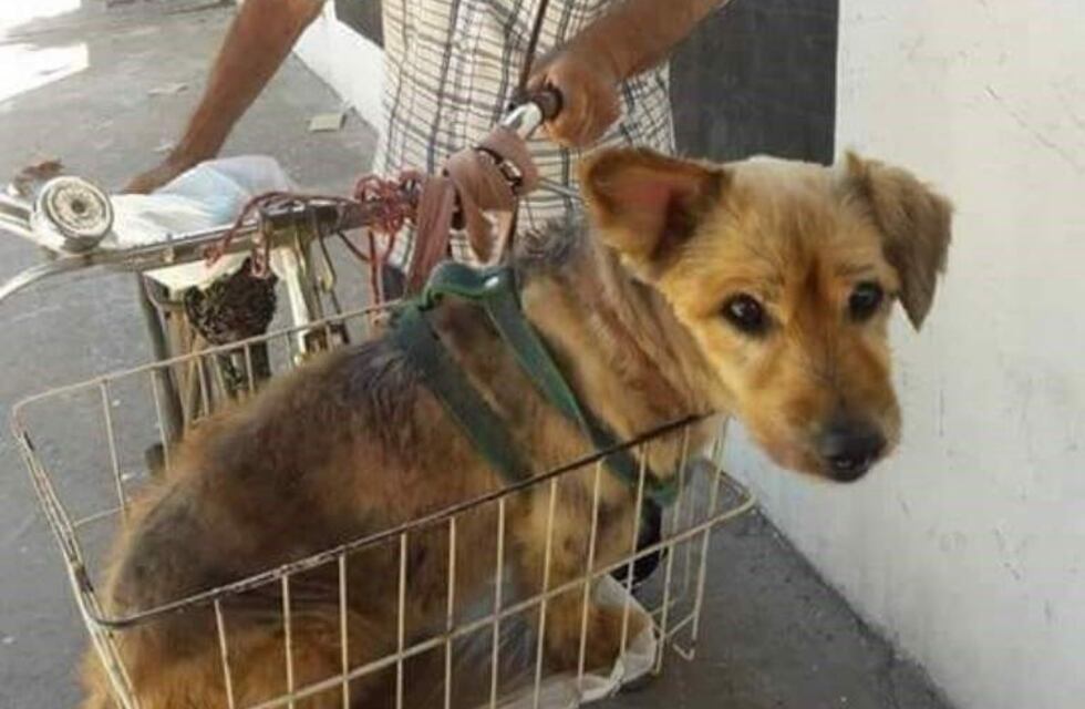 Una foto que emociona: un abuelo pasea en bici con su perrita enferma