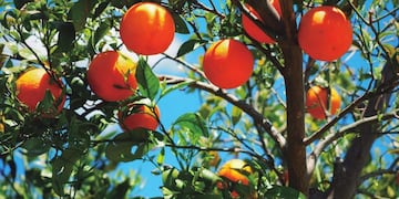 Capacitación sobre manejo de árboles frutales