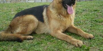 2 de junio, día nacional del perro