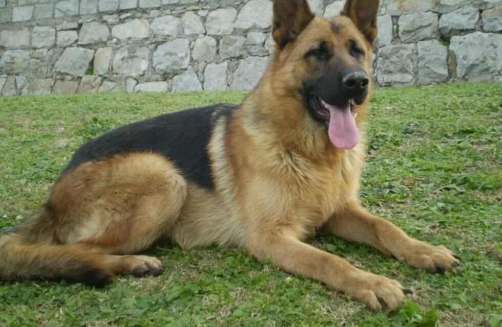 Por qué se celebra el 2 de junio el Día Nacional del Perro