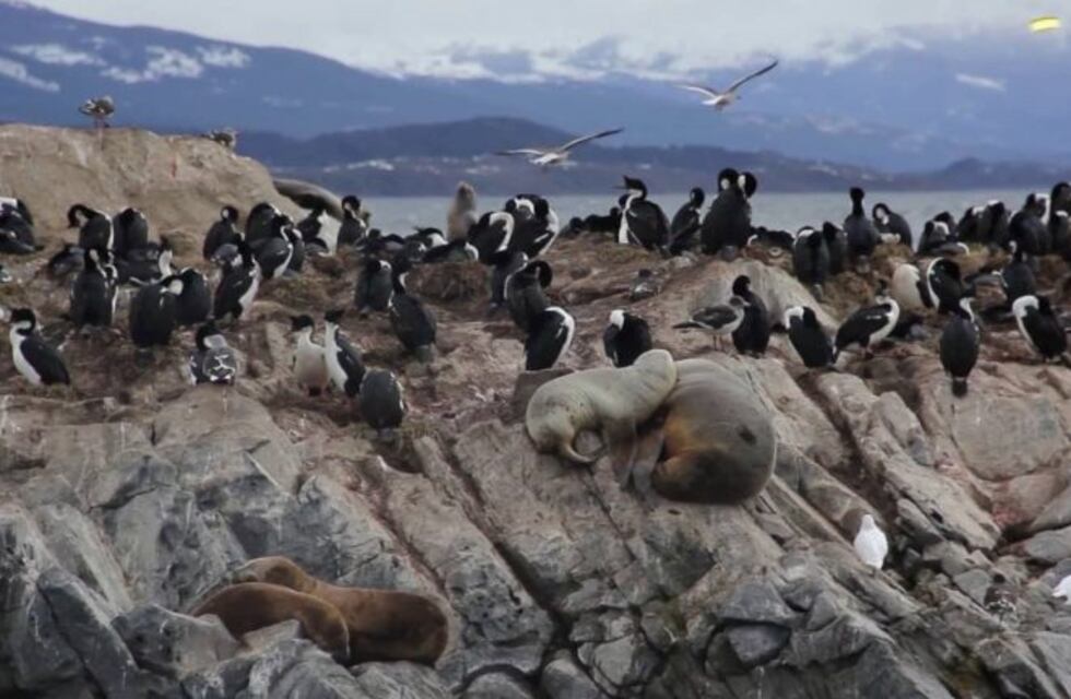 Navegación por el Canal Beagle para residentes