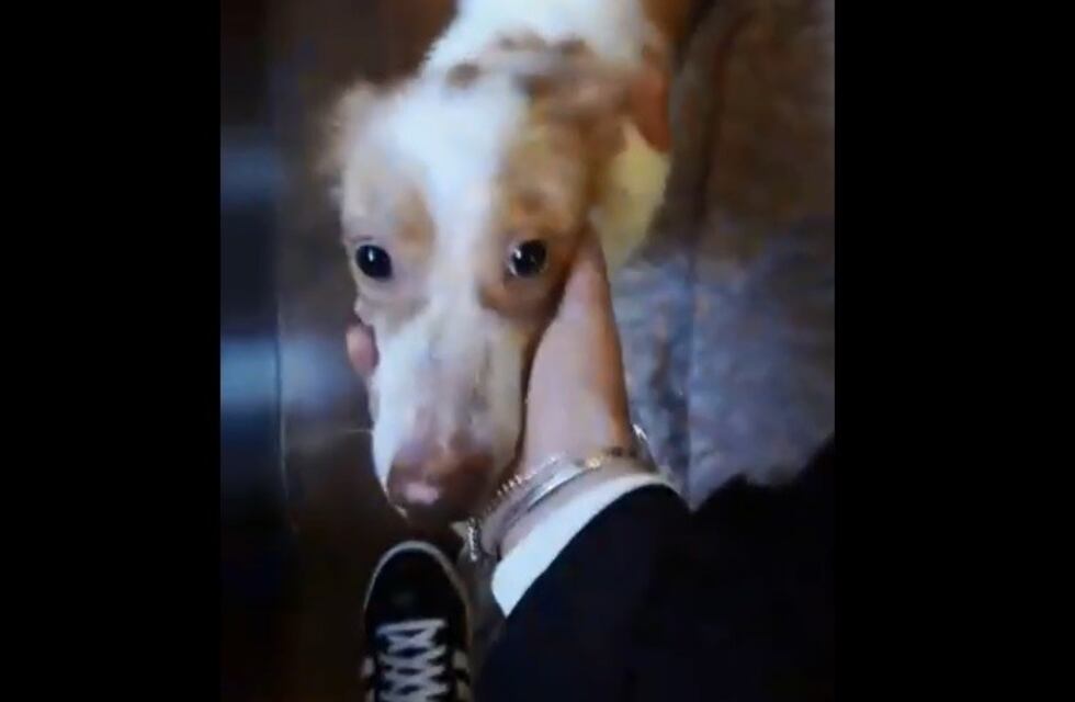 El perro ahorcado en el Rosario Golf Club fue adoptado y ya investigan el caso de maltrato