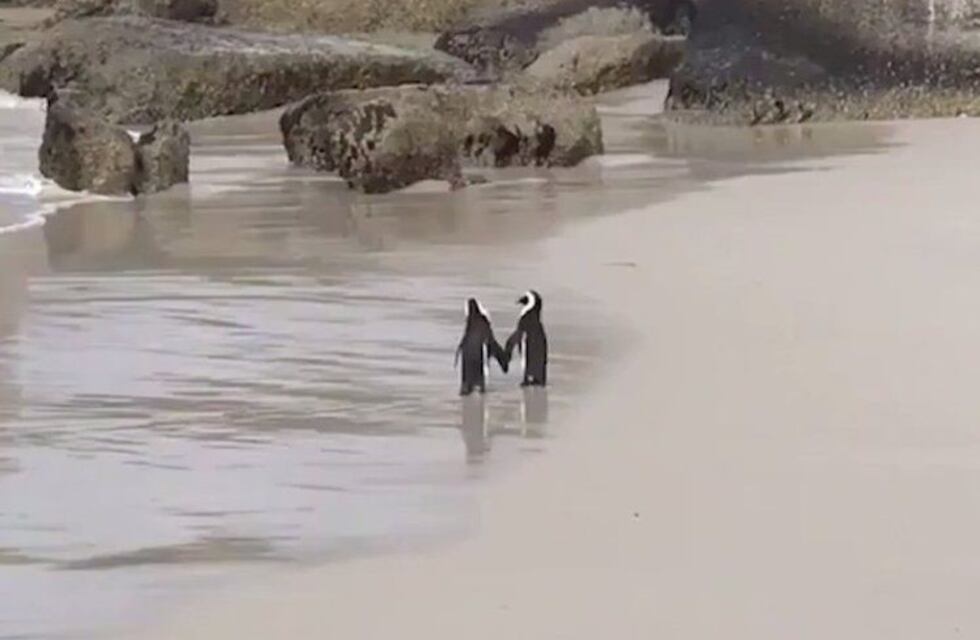 El paseo romántico por la playa de dos pingüinos que se hizo viral