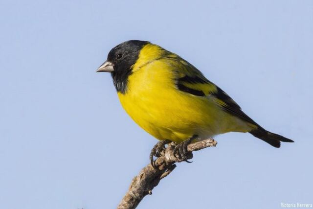 aves