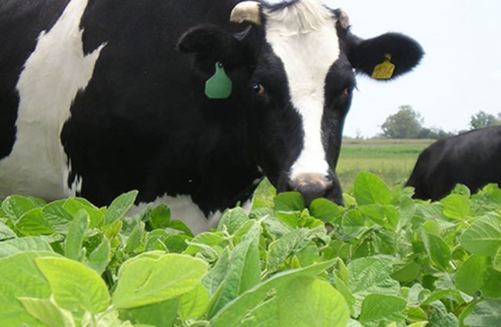 ¿Nuestras vacas enfrian el planeta?