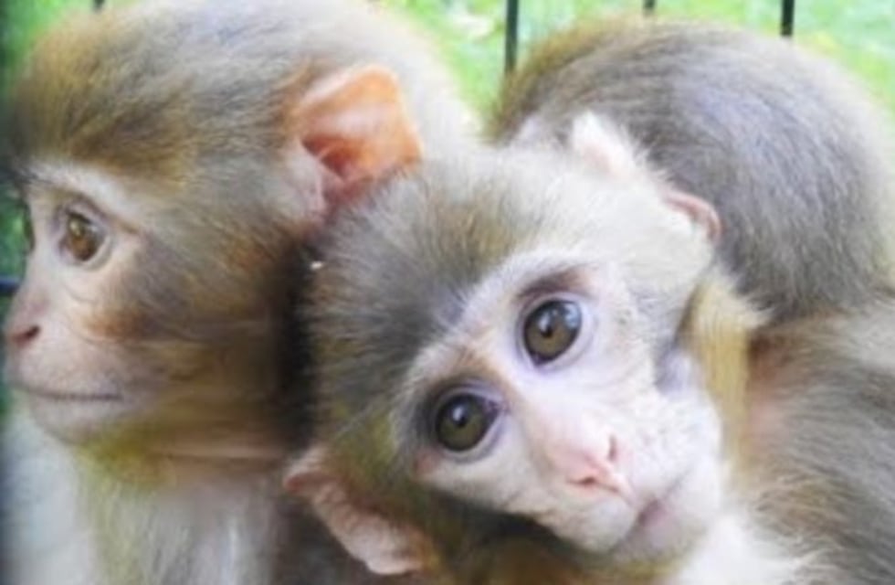 El tierno video de dos monitos que no dejan de abrazar a su hermano con Síndrome de Down