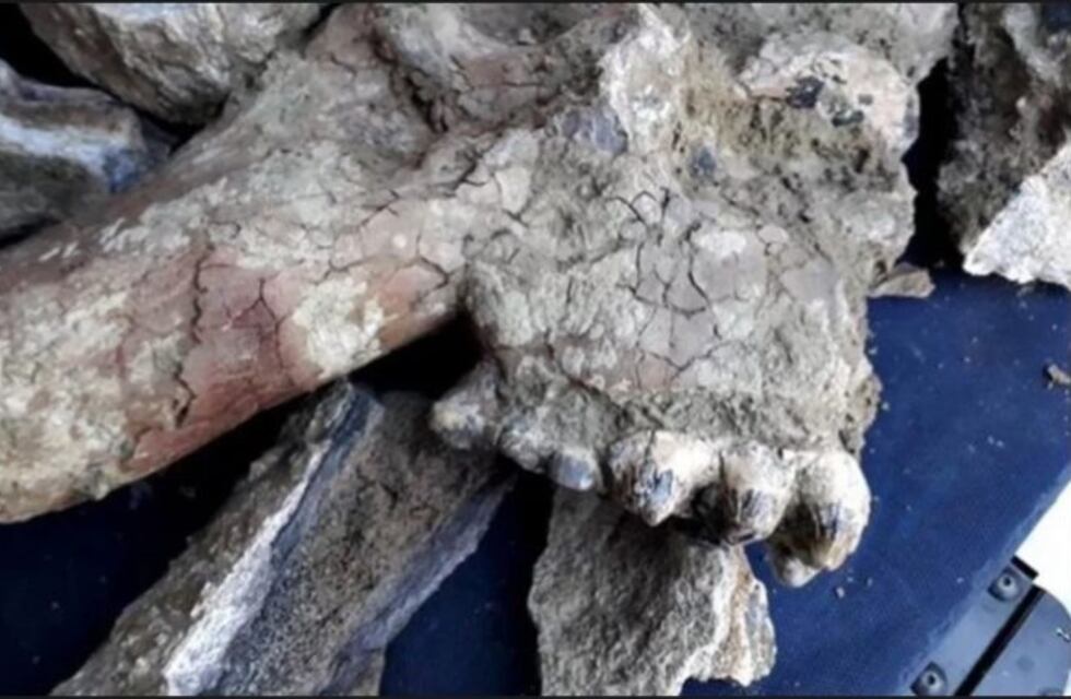 Compró un camión con tierra y encontró restos fósiles de un animal prehistórico