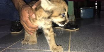 Rescataron un pequeño pumita que tenían como mascota