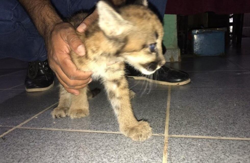 Rescataron un pumita que tenía una familia como mascota