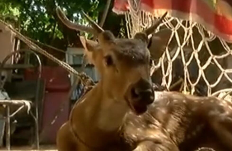 Pescadores rescataron a un ciervo cerca del puente Rosario-Victoria