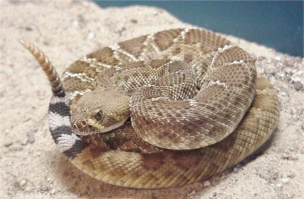 Usaron una serpiente muerta porque no tenían una soga para saltar