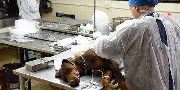 Inauguran Centro Modelo de Zoonosis