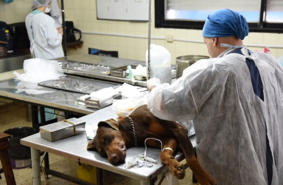 Inauguran nuevo Centro Modelo de Zoonosis