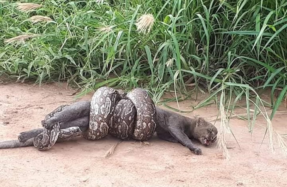 Impresionantes imágenes de una lampalagua tratando de matar un yaguarundí