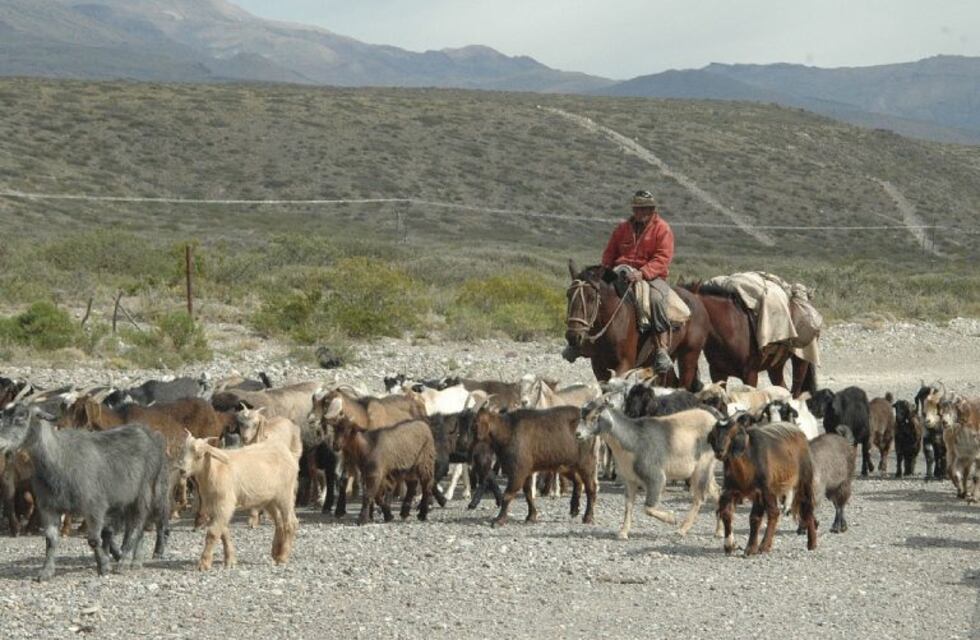 Puestero de 80 años enfrentó y mató a un gato montés pero también falleció