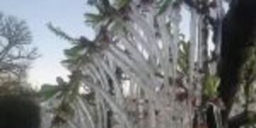 Heladas de septiembre en el sur provincial.