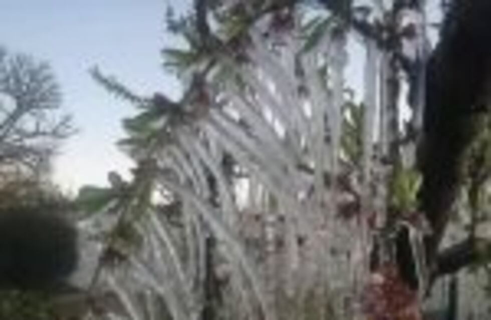 Por las fuertes heladas la cosecha de pera, durazno y ciruela caerá un 50%