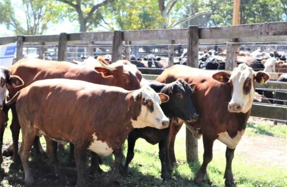 Se realizará el último remate ganadero del año