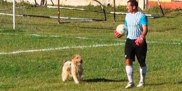 Messi, el perrito de Italó que la rompe en el sur de la provincia\u002E