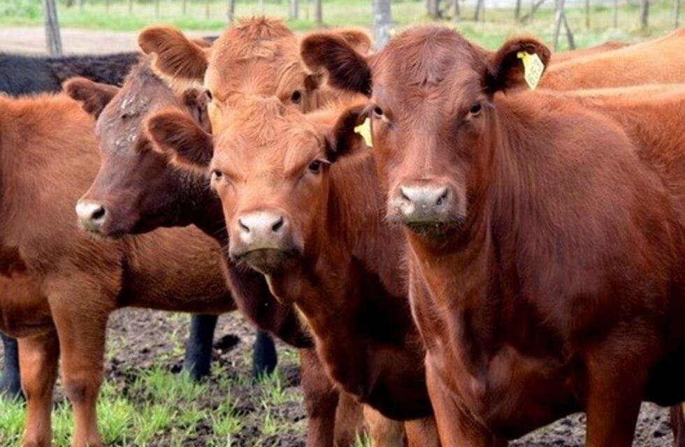 Ocho vaquillonas murieron tras caer un rayo en un campo de Frías