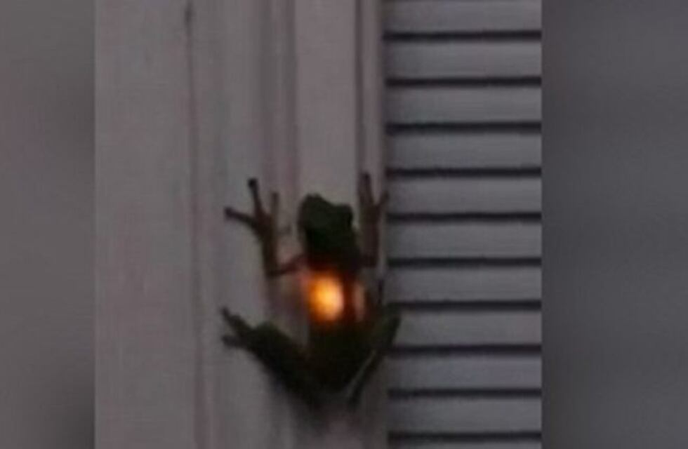 Insólito: una rana que brilla en la oscuridad