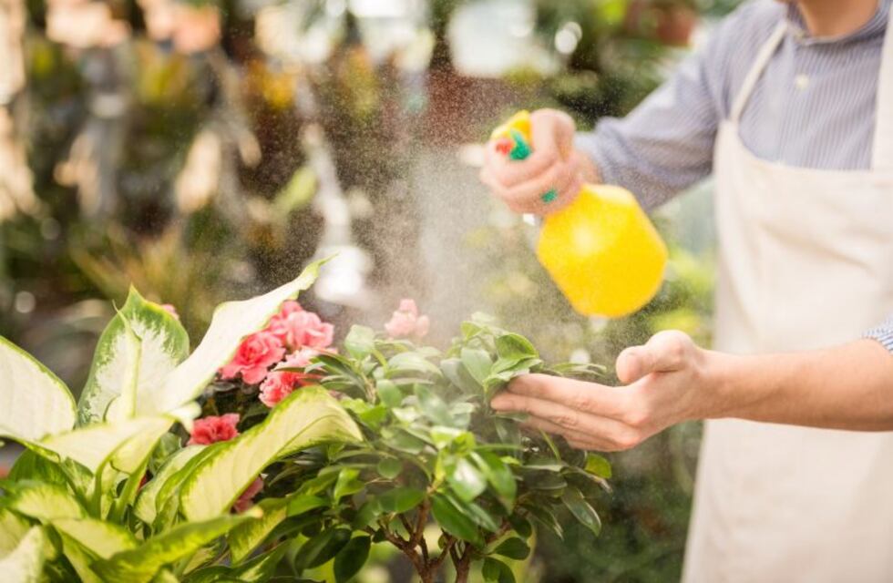 Claves para enfrentar la época de hongos