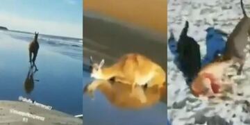 Puerto San Julián: dieron a conocer las acciones iniciadas contra las personas que torturaron a guanacos