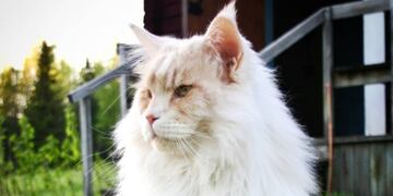 Lotus, el gato que se hizo famoso por un \